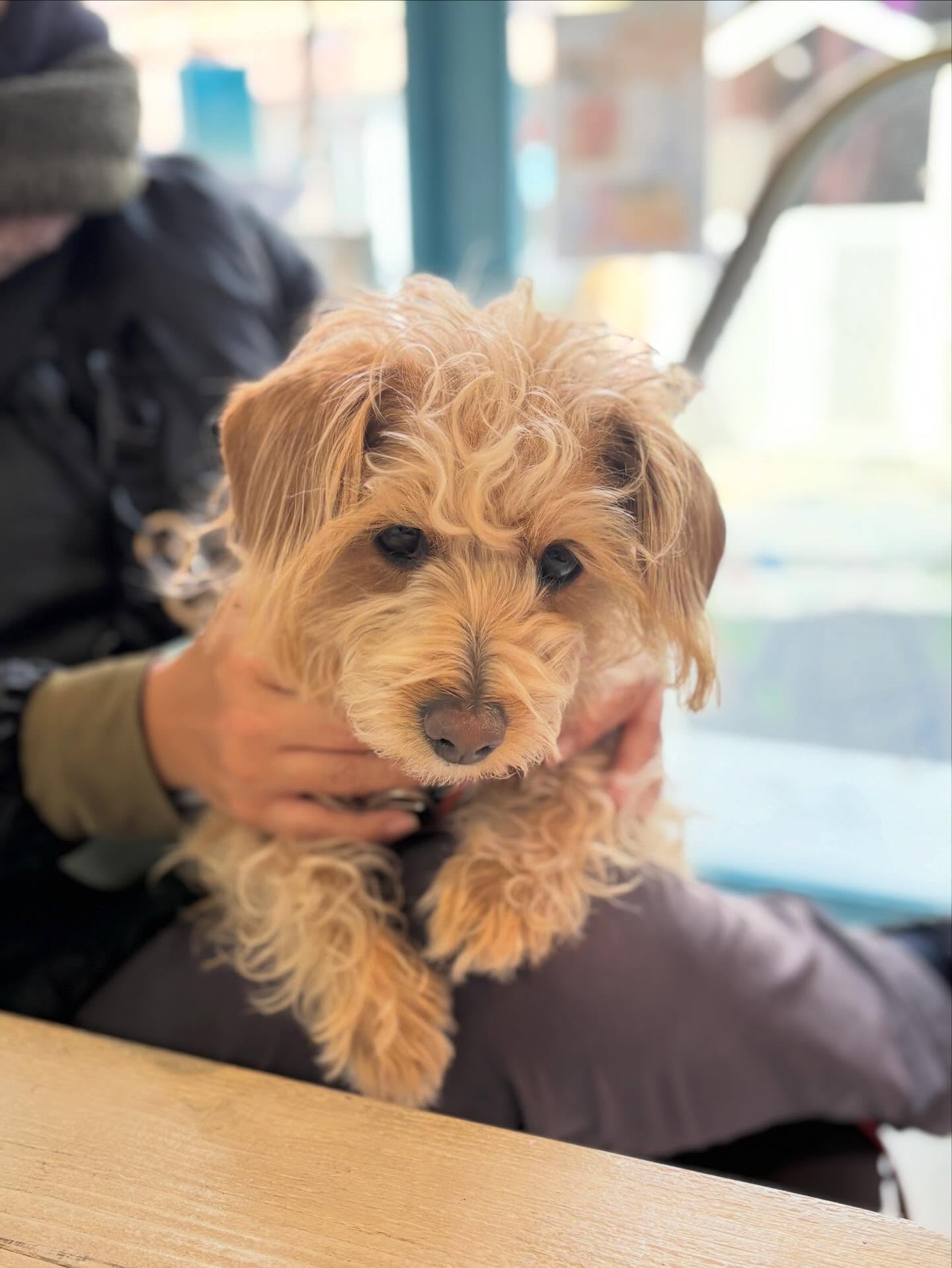 .
かわいいお客さま🐾
いつもありがとう✨
⁡
#湘南 #鵠沼海岸 #江ノ島 #湘南観光  #lanikaimood  jca  アロマキャンドル 資格取得 ワークショップ workshop 体験レッスン  キャンドル教室  キャンドル candle candlemaking アロマテラピー 湘南カフェ 湘南ランチ 湘南グルメ カフェ巡り海のある生活 海のある暮らし アロマ ハーブ heavenly lanikaimoo