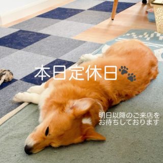 .
本日は定休日だわん🐾

明日以降のご来店を楽しみにお待ちしております。
満月、見えるといいな🌕
⁡
⋆𓇼𓈒𓐍𓆡𓆉𓇼𓈒𓐍𓆉𓆡𓇼𓆡𓆉　.ﾟ･*.

🕯キャンドルレッスン随時受付中🕯️
お気軽にDMください！

🕯4月11日〜5月6日 15:00〜19:00
『江の島アートフェスティバル』 にて、
アップサイクルキャンドルワークショップを毎日開催します。
植物に囲まれた美しい季節のサムエル･コッキング苑にぜひお出かけください。

🕯Heavenlyイベント情報
10日 マクラメワークショップ 
10･24日 Hula Lesson 19:30〜
15･17日 Pumehana Ukulele Lesson 19:30〜
17〜19日 『Blue Tied Seasons 〜はるぞらを結ぶ〜』水引‪✕‬‪‪キャンドル 
25日 くげかいマルシェ 11:00〜16:00
  栗原恵介アコースティックライブ 18:00〜

《オンライン販売(base ･ minne)》

◆shop: Heavenly
◆open:11〜17時 月･木曜定休
◆251-0037
　神奈川県藤沢市鵠沼海岸1-14-20 クラーレ鵠沼102
◆小田急江ノ島線 鵠沼海岸駅より徒歩約5分
◆店舗隣にコインパーキング有🚙⁼³₌₃
◆お問い合わせは、DMまたはこちらまで
　0466-60-8245
  info@heavenly2024.com

 #鵠沼海岸 #江ノ島 #湘南 #キャンドル #lanikaimood