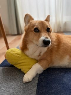 .
本日のHeavenlyは14:30にてクローズとなりました🙏🏻
ここから19:00までは、江の島のてっぺんでお待ちしております🐾
（てんちょーは留守番🐾）
⁡
⋆𓇼𓈒𓐍𓆡𓆉𓇼𓈒𓐍𓆉𓆡𓇼𓆡𓆉　.ﾟ･*.

🕯キャンドルレッスン随時受付中🕯️
お気軽にDMください！

🕯4月11日〜5月6日 15:00〜19:00
『江の島アートフェスティバル』 にて、
アップサイクルキャンドルワークショップを毎日開催します。
植物に囲まれた美しい季節のサムエル･コッキング苑にぜひお出かけください。

🕯Heavenlyイベント情報

24日 Hula Lesson 19:30〜
15･17日 Pumehana Ukulele Lesson 19:30〜
17〜19日 『Blue Tied Seasons 〜はるぞらを結ぶ〜』水引‪✕‬‪‪キャンドル 
25日 くげかいマルシェ 11:00〜16:00
  栗原恵介アコースティックライブ 18:00〜

《オンライン販売(base ･ minne)》

◆shop: Heavenly
◆open:11〜17時 月･木曜定休
◆251-0037
　神奈川県藤沢市鵠沼海岸1-14-20 クラーレ鵠沼102
◆小田急江ノ島線 鵠沼海岸駅より徒歩約5分
◆店舗隣にコインパーキング有🚙⁼³₌₃
◆お問い合わせは、DMまたはこちらまで
　0466-60-8245
  info@heavenly2024.com

 #鵠沼海岸 #江ノ島 #湘南 #キャンドル #lanikaimood